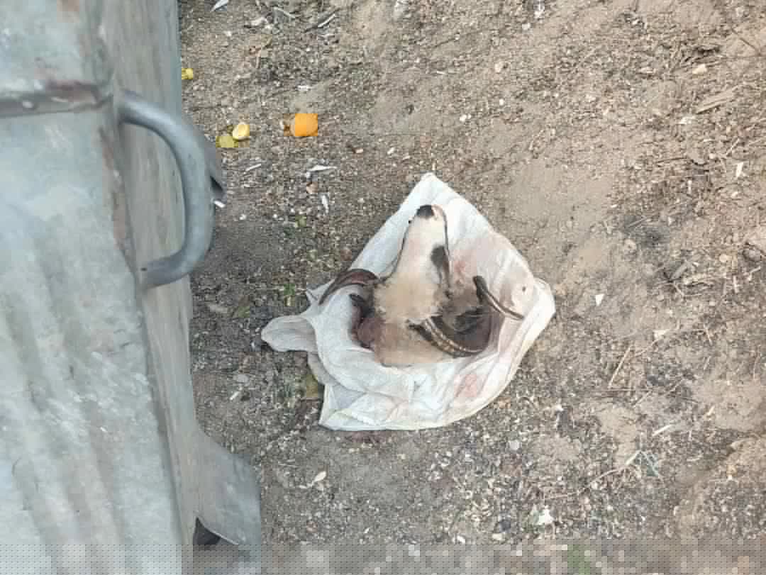 Ostaci su završili pored kontejnera
