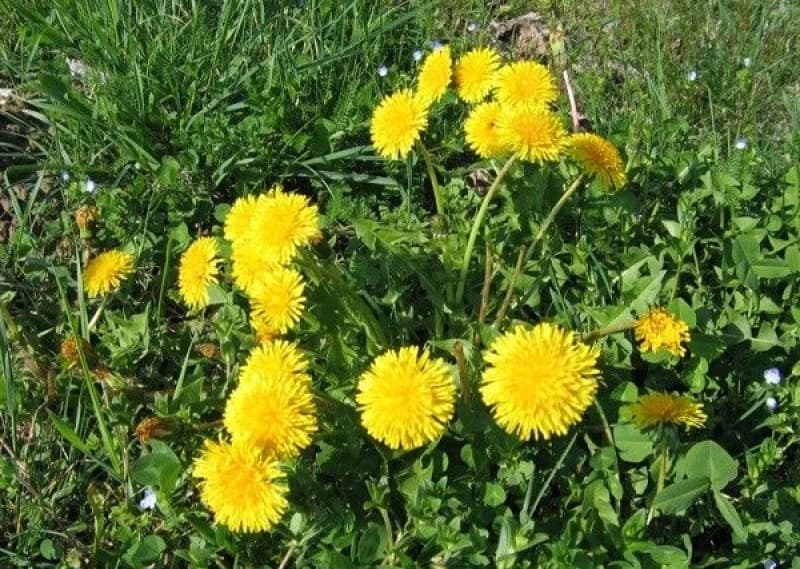 Maslačak 