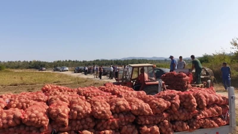 Vlada KS namjerava otkupiti od poljoprivrednika 147 tona  krompira i 11 tona luka