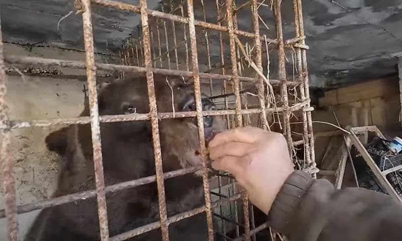 Emin Ljutić ima dva medvjeda ljubimca