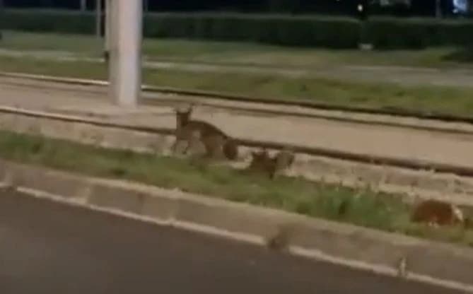 Dvije lisice snimljene na tramvajskim šinama u Sarajevu