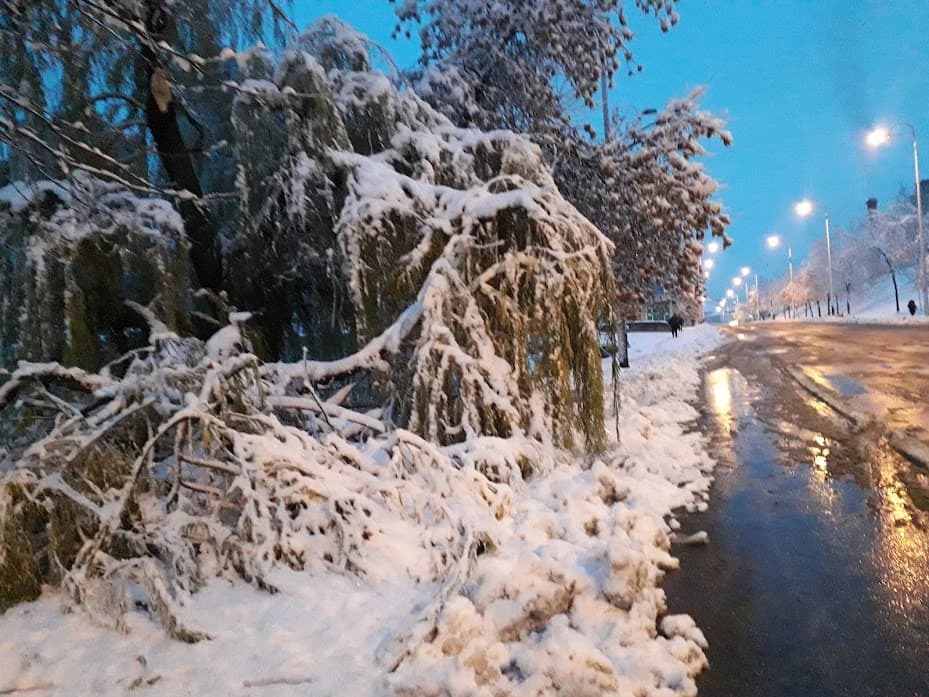 Oboreno drvo na Alipašinom Polju