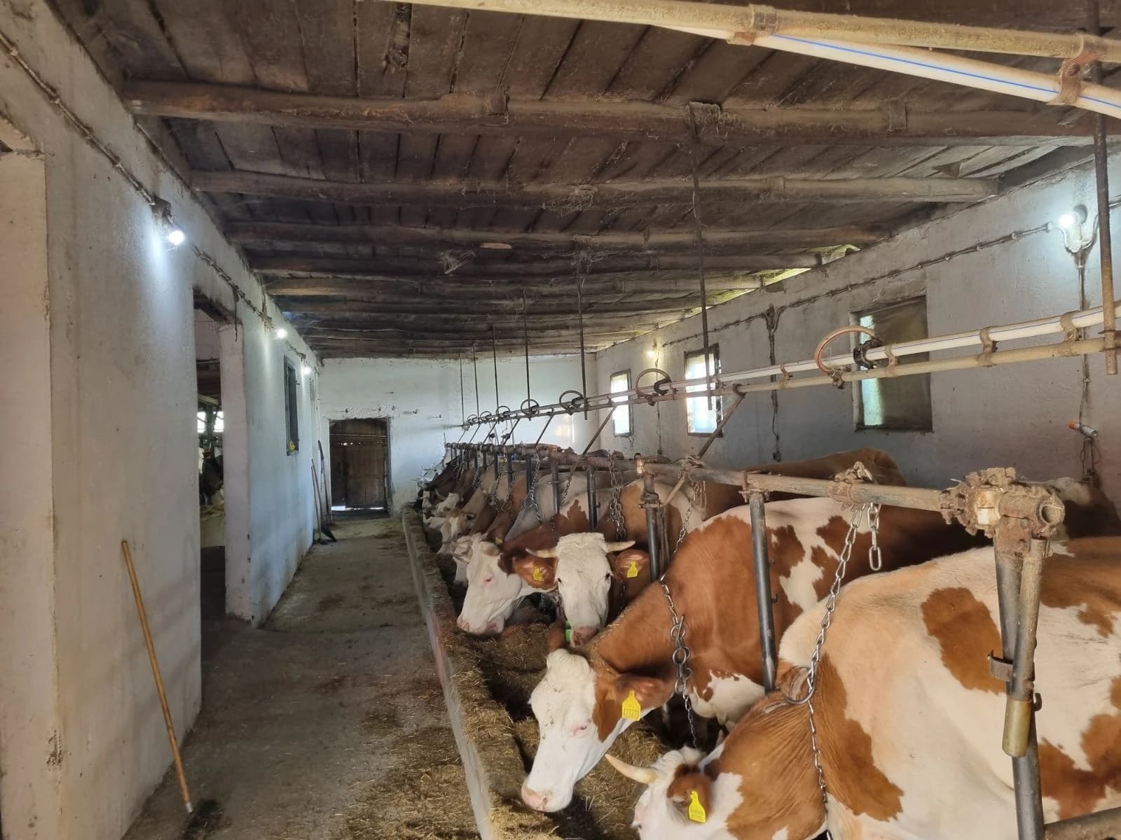 Farma krava u Živinicama