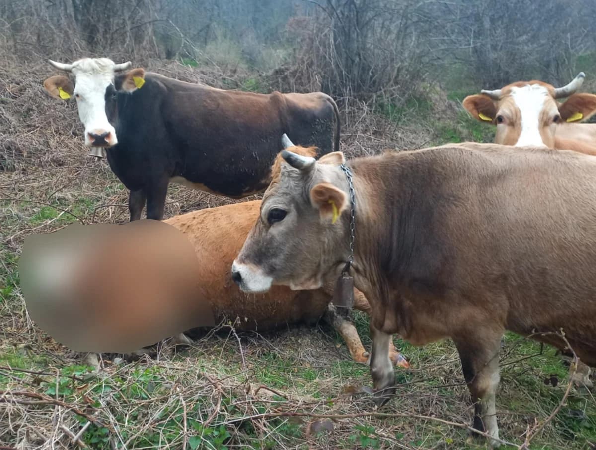 Goveda okupljena pored usmrćene krave