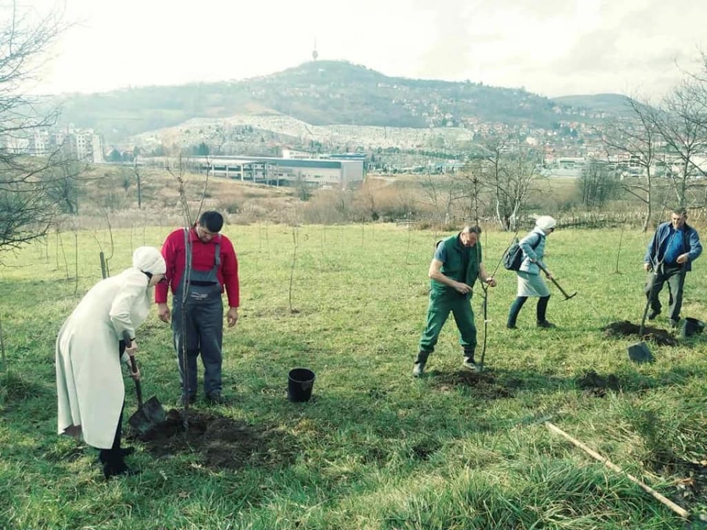 Sadnja drveća