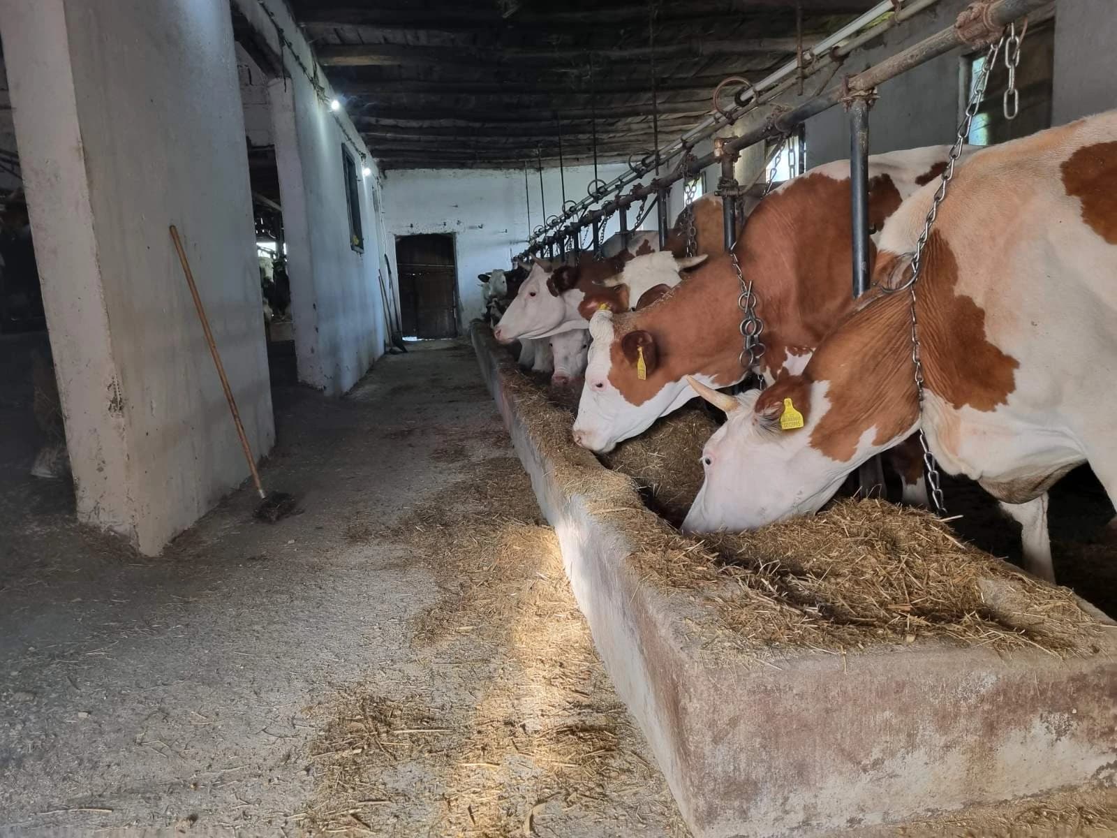 Farma krava u Živinicama