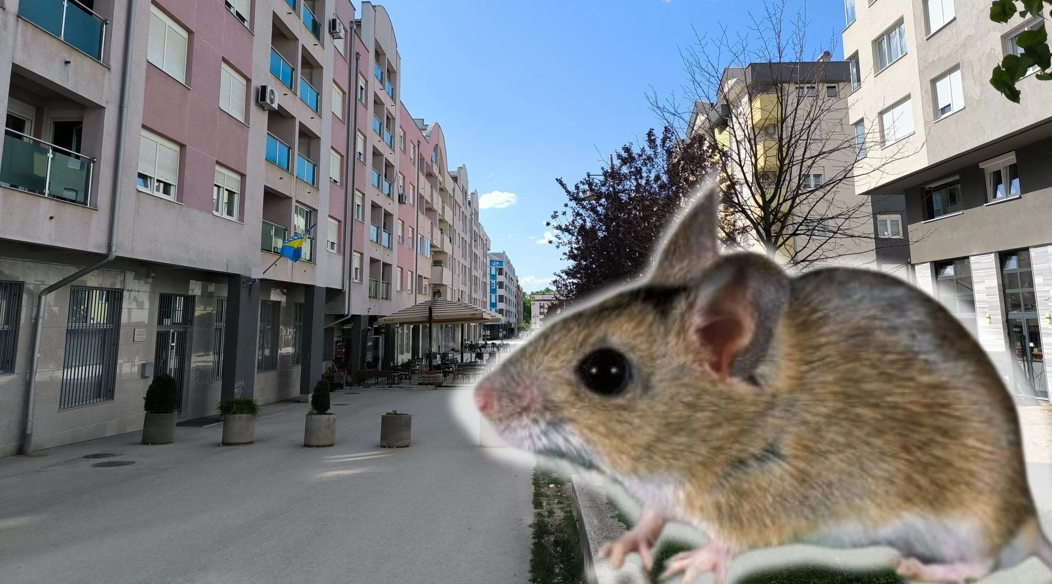 Epidemija leptospiroze u glavnom gradu je uzela maha