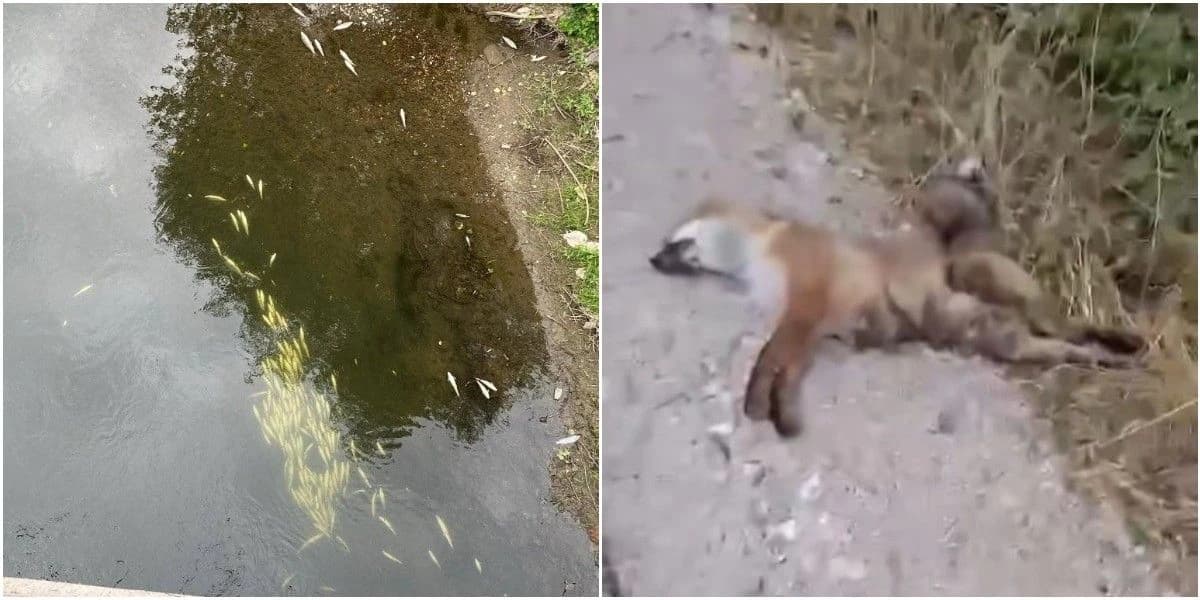 Uzrok pomora se još ne zna