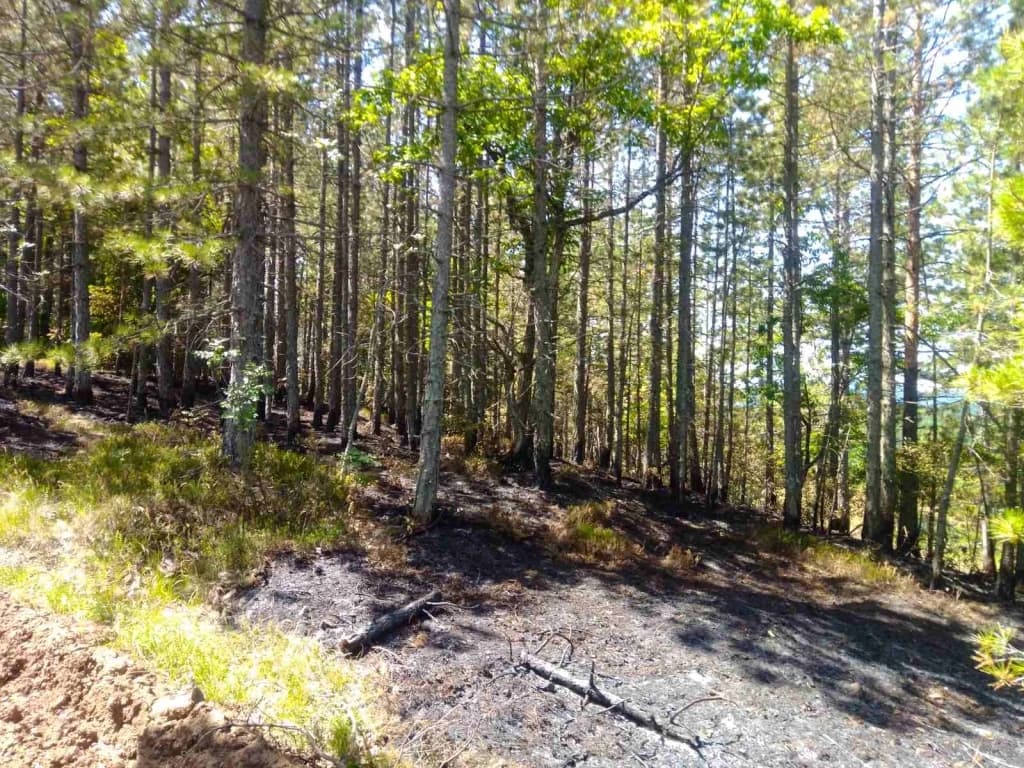 Šume