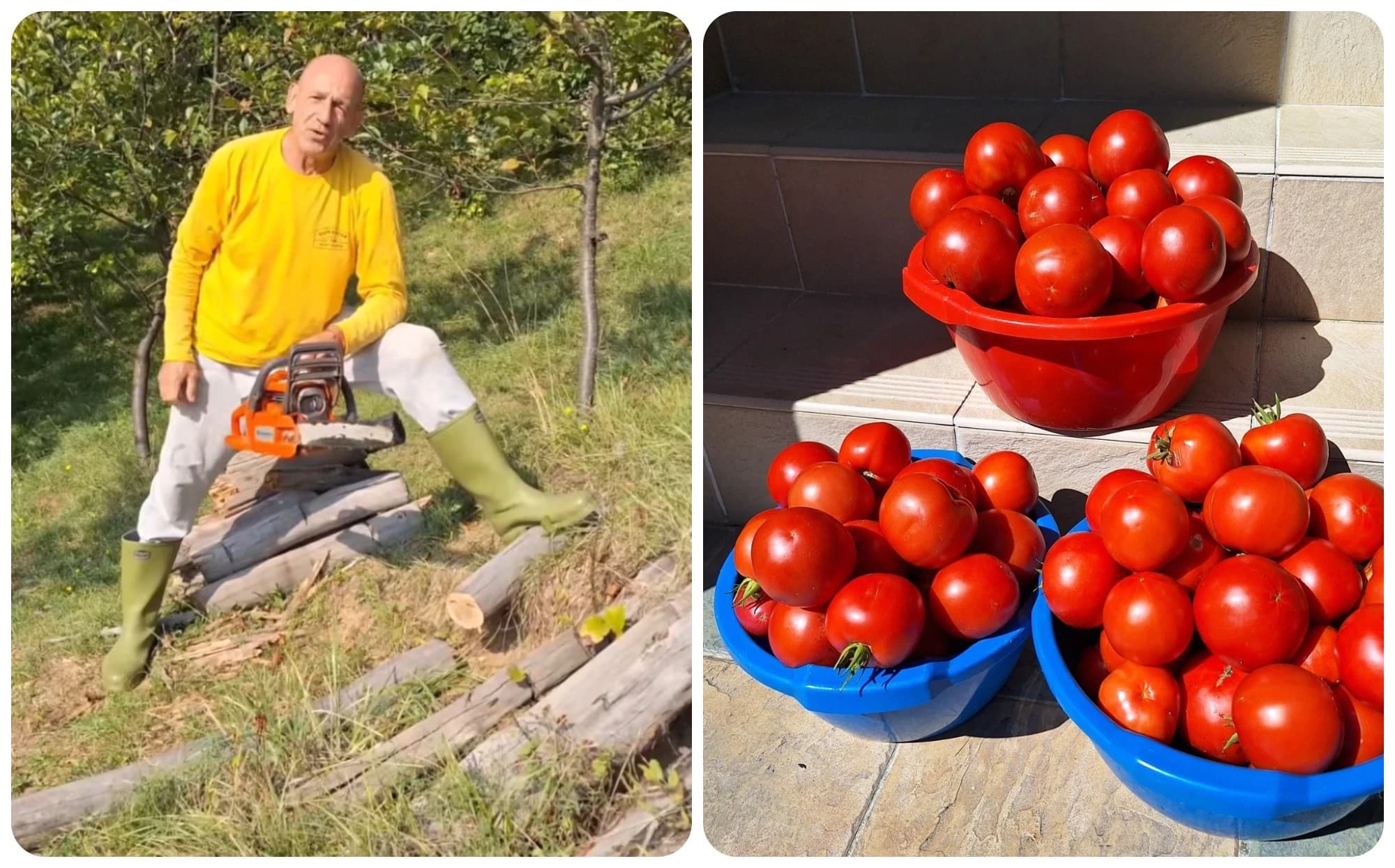 Fazla u bašti