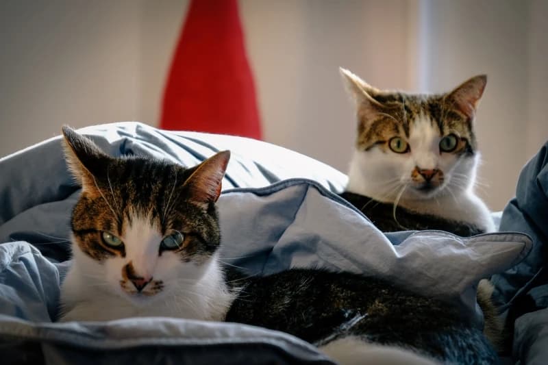 Veterinar otkriva koliko često treba kupati mačku
