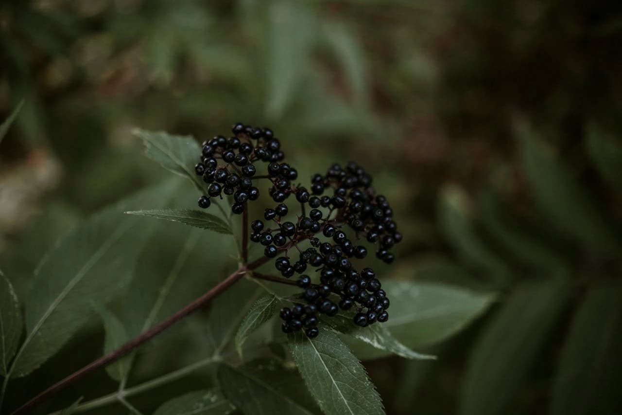 Sambucus nigra