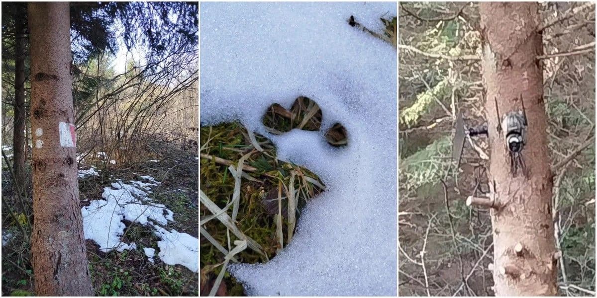 U blizini naselja Jarčedoli viđena medvjedica sa mladuncima, mještani se upozoravaju na oprez
