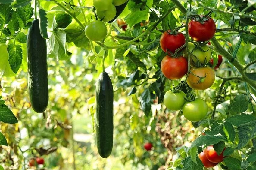 Zalivajte krastavac i paradajz ovim rastvorom, rađat će kao ludi!
