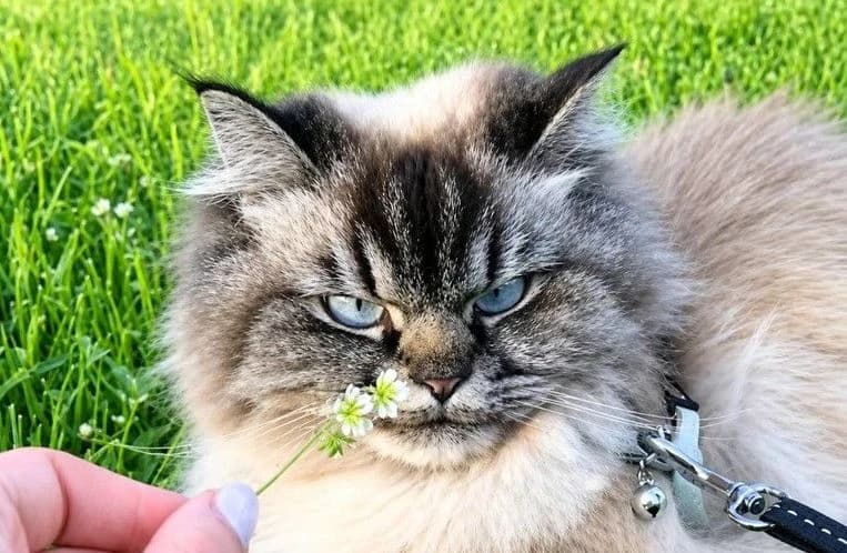 Vlasnica Ivy objavila snimak: Mačak Merlin i nije neki fan izleta u prirodu, više je kućni tip