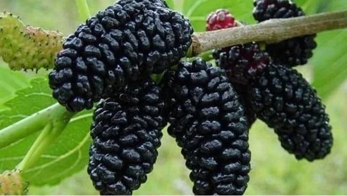 Pekmez od murve je "skladište" vitamina, blagodat za organizam