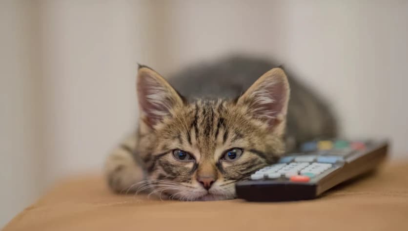 Zašto mačkama ne treba dozvoliti da dugo gledaju televiziju