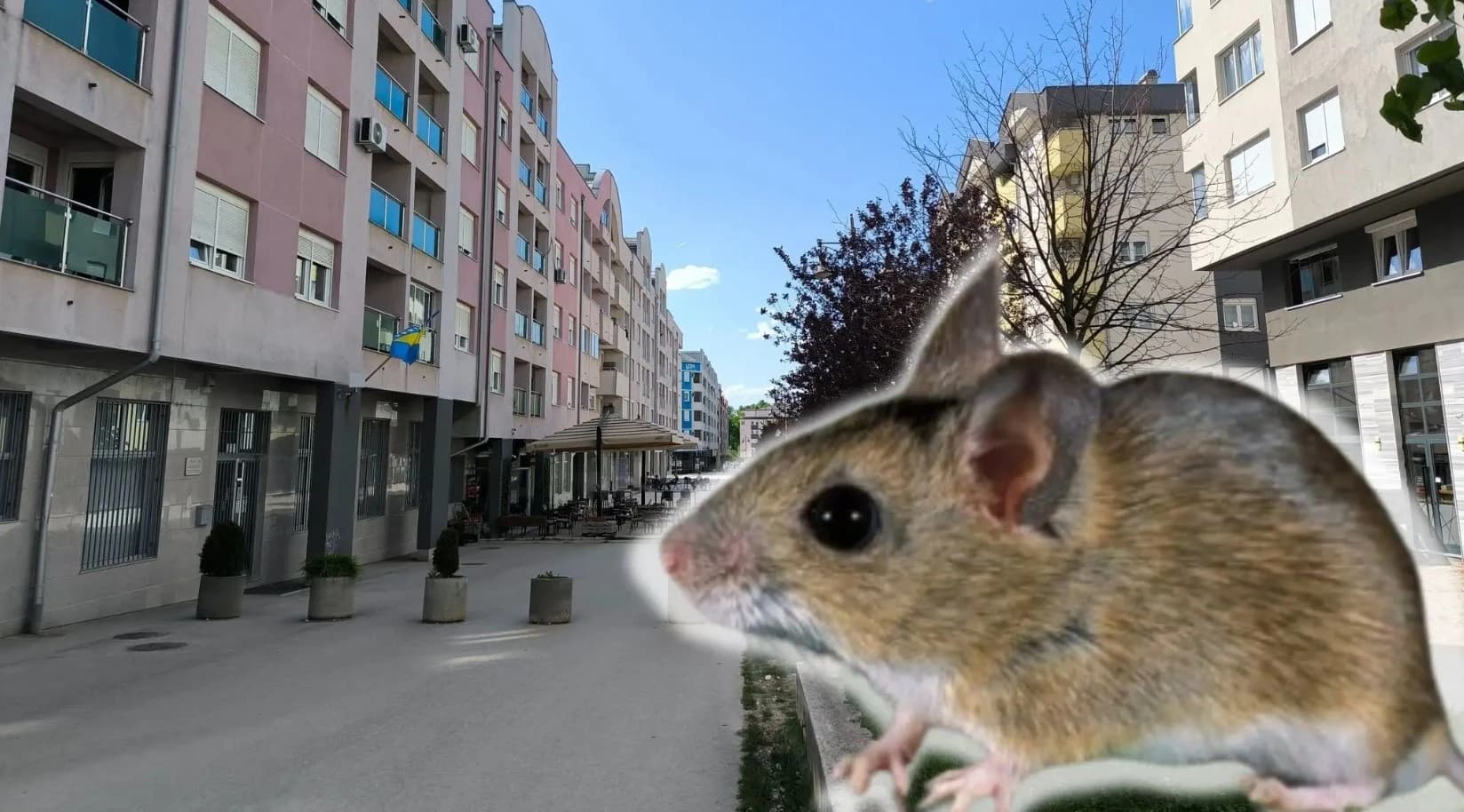 Građani se žale na sve veću pojavu glodara