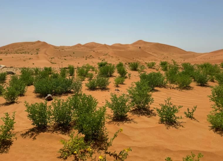 Najveći zeleni projekat na svijetu: Afrika gradi "zid" dug 8.000 kilometara od Atlantika do Crvenog mora