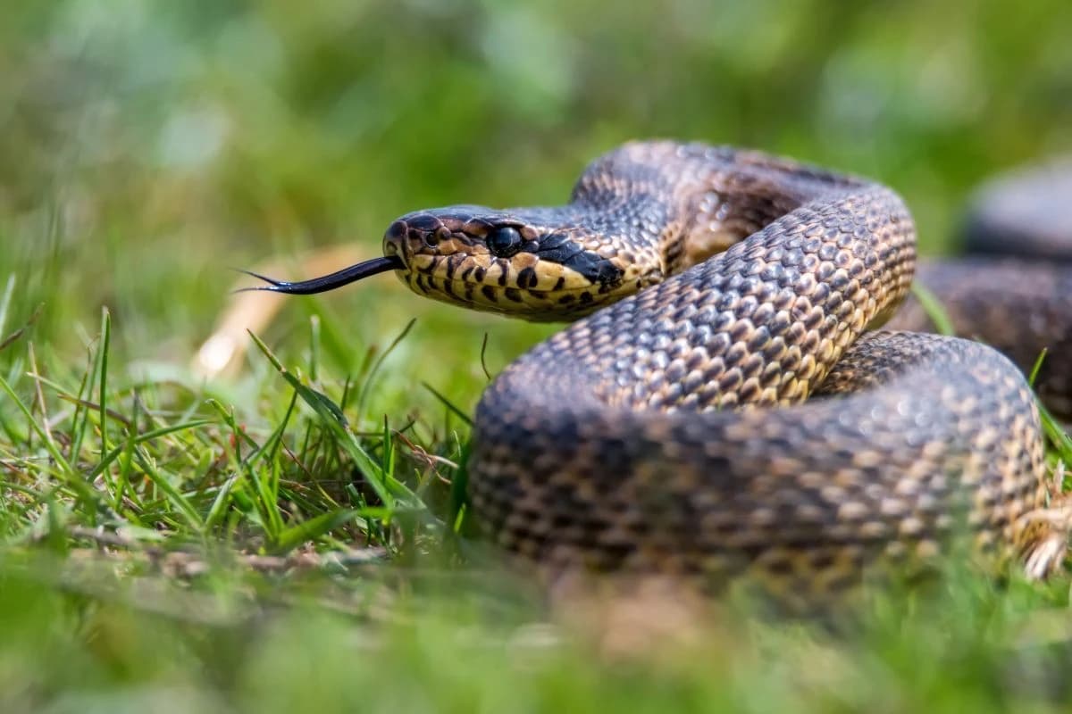 Pitali smo zdravstvene ustanove: Imamo li dovoljno seruma protiv zmijskog ugriza?