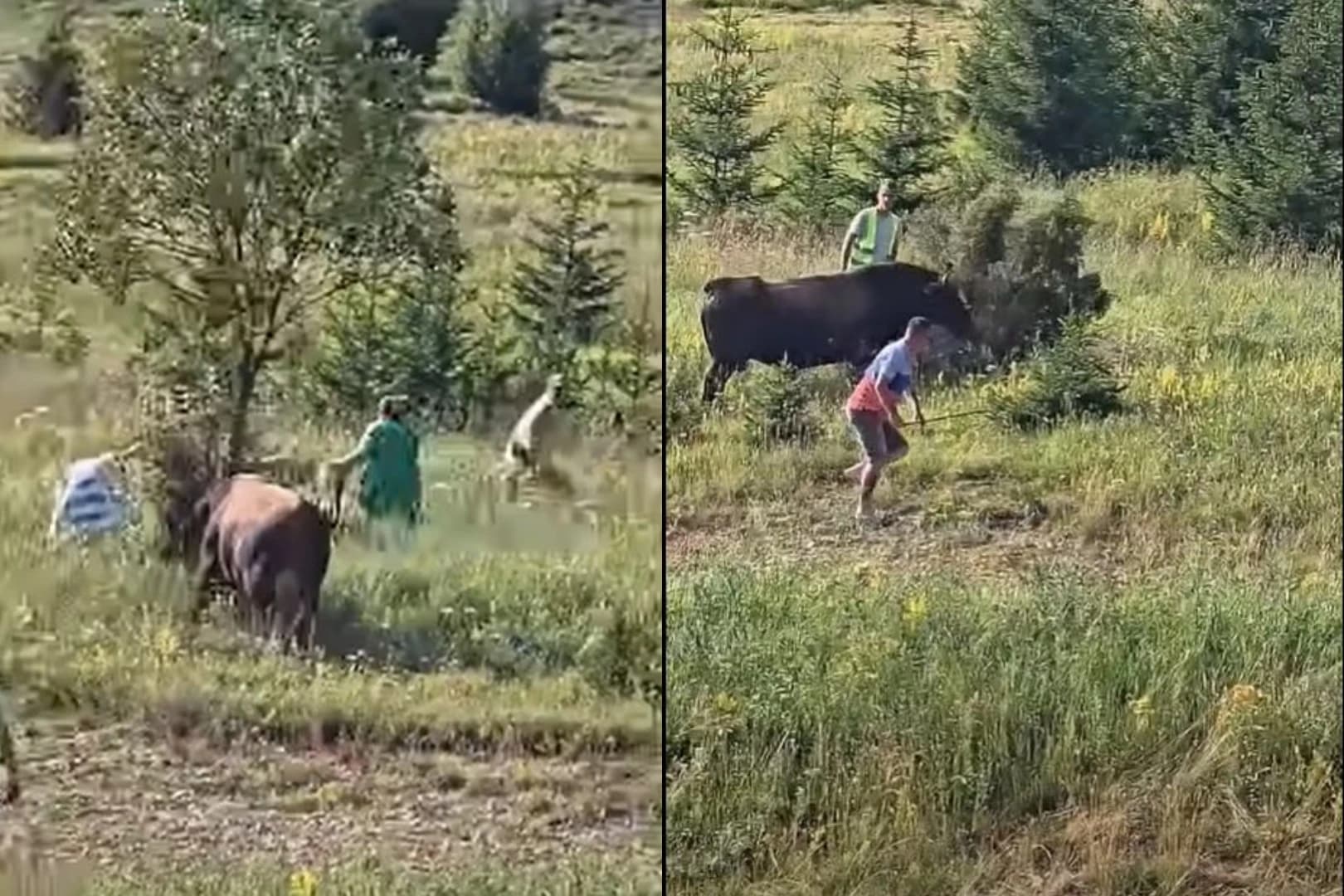 Bik priredio "trening" za posjetioce koride na Igmanu, žene kružile oko stabla pa se dale u bijeg