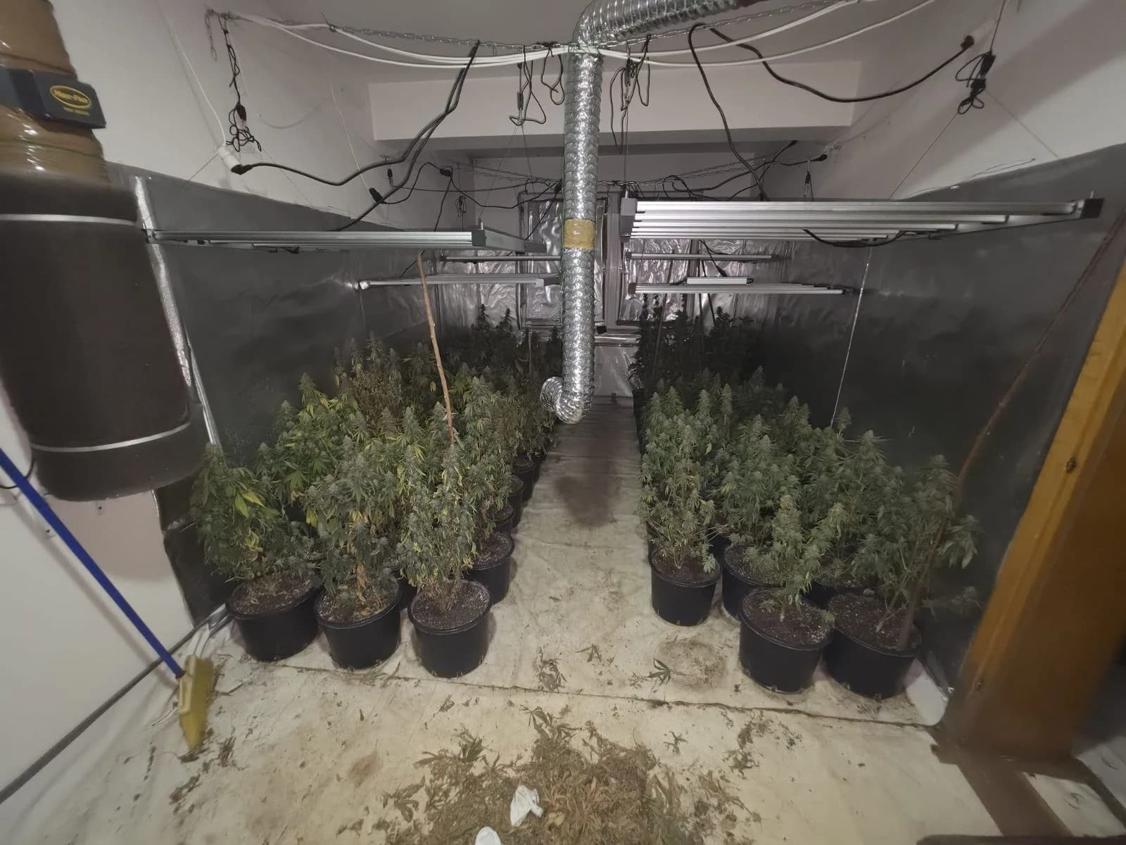 Akcija "Šibica": Na Ilidži pronađene tri laboratorije za uzgoj marihuane, uhapšen 37-godišnjak