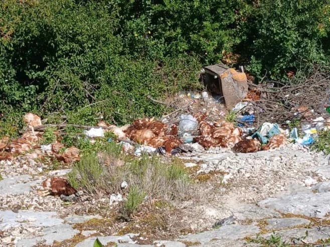 Kod Trebinja uz cestu pronađene uginule i žive kokoši
