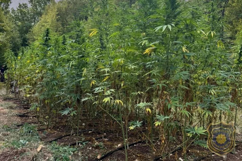Na području Grabovice pronađena plantaža kanabisa, uhapšene dvije osobe