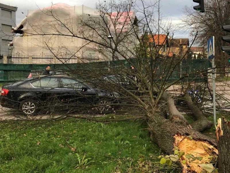 Banja Luka: Olujni udari vjetra srušili stablo na dva automobila